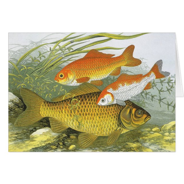 Koi Fish, pez dorado, vida marina acuática (Anverso (Horizontal))