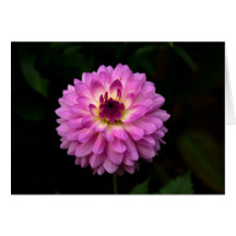 Koinonia "Beca En El Camino"