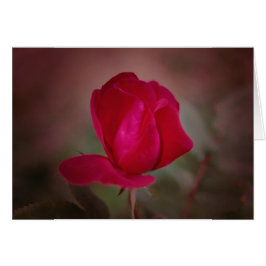 Koinonia "Beca En El Camino"