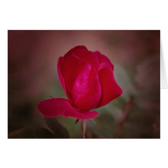 Koinonia "Beca En El Camino" (Anverso (Horizontal))