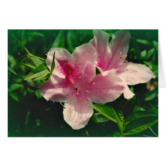 Koinonia "Beca En El Camino"