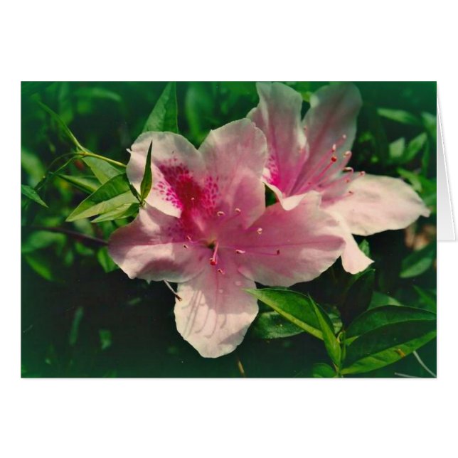 Koinonia "Beca En El Camino" (Anverso (Horizontal))