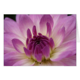 Koinonia "Beca En El Camino"