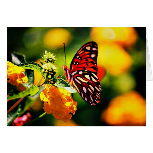 Koinonia   "beca en la trayectoria " (Anverso (Horizontal))