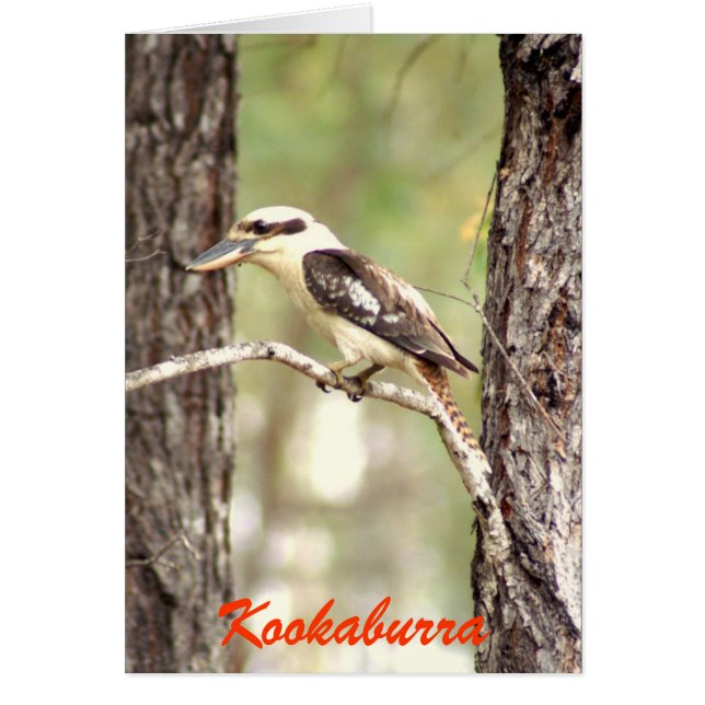 Kookaburra (Frente)