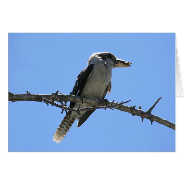 Kookaburra (Anverso (Horizontal))