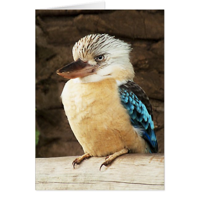 Kookaburra (Frente)