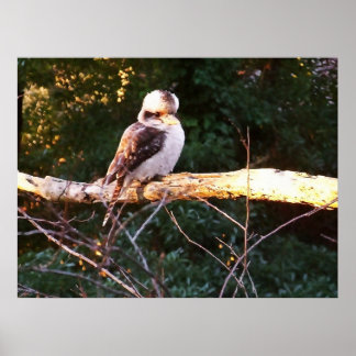 KOOKABURRA SE SIENTE... Póster