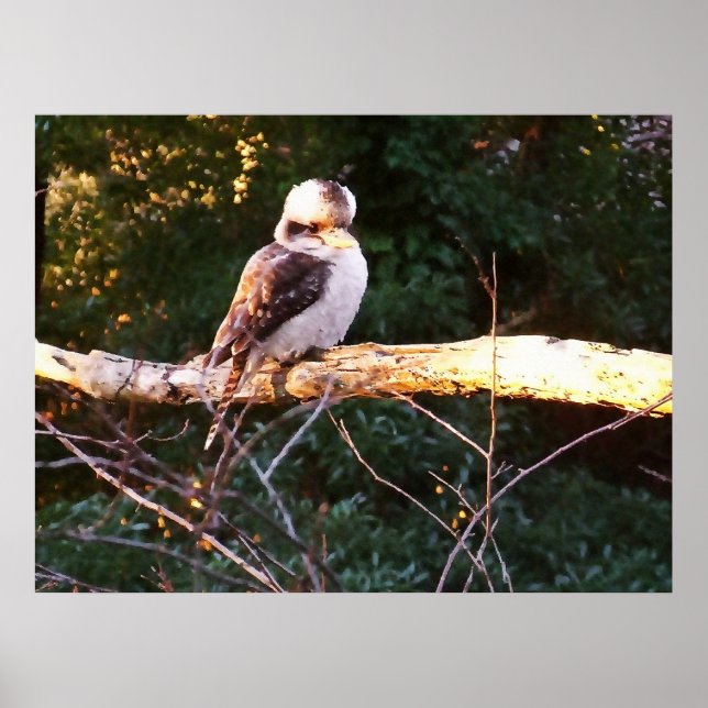 KOOKABURRA SE SIENTE... Póster (Frente)