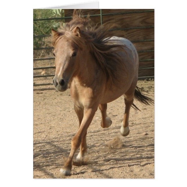 Kota corriendo (Frente)