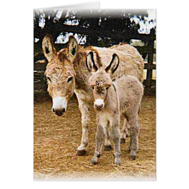 Kriiter Korner (Frente)