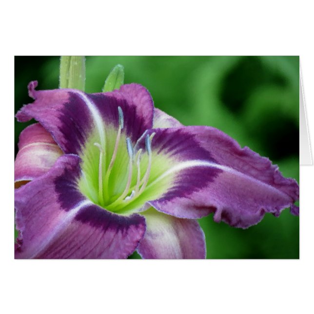 Krypton Core - Daylily (Anverso (Horizontal))
