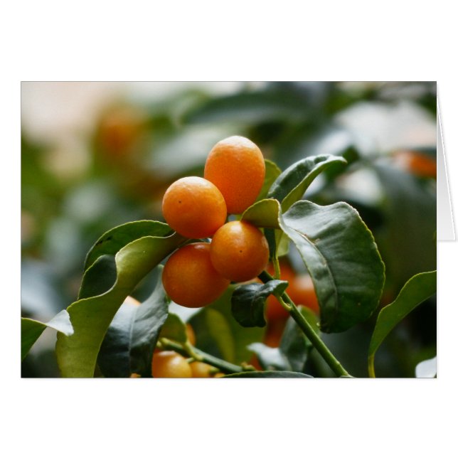 Kumquats en la rama del árbol Kumquat (Anverso (Horizontal))