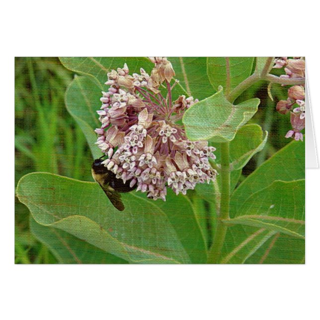 La abeja de burbujas en la alga de la leche (Anverso (Horizontal))