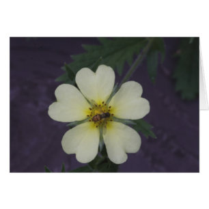 La abeja en el Cinquefoil