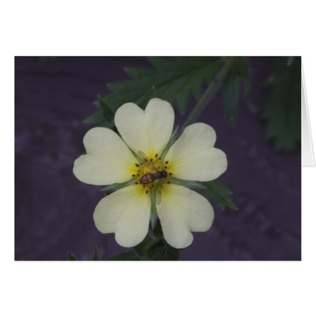 La abeja en el Cinquefoil (Anverso (Horizontal))
