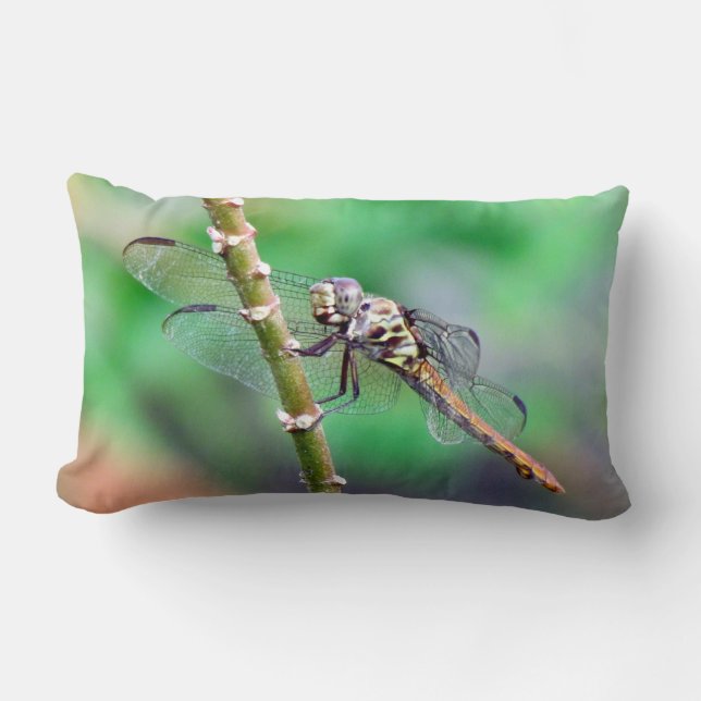 La almohada de la libélula (Anverso)