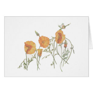 La amapola de California 5" x 7" tarjeta, con el