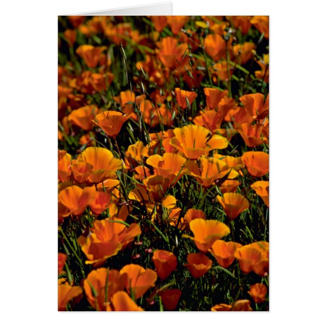 La amapola florece las flores rosadas (Frente)