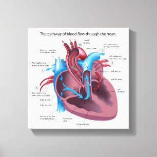 La anatomía humana del corazón estiró la impresión