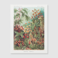 La antigua naturaleza florece en la selva tropical