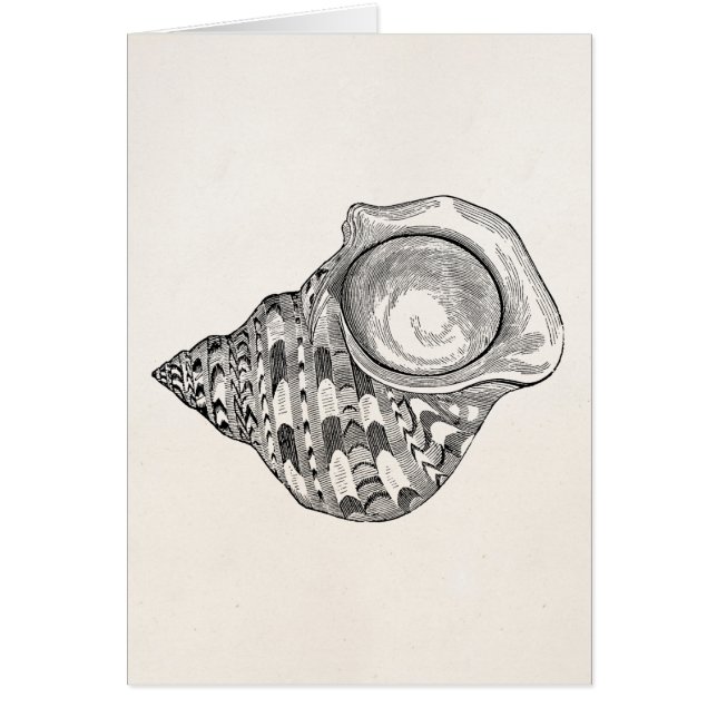 La antigüedad superior del Seashell del vintage (Frente)