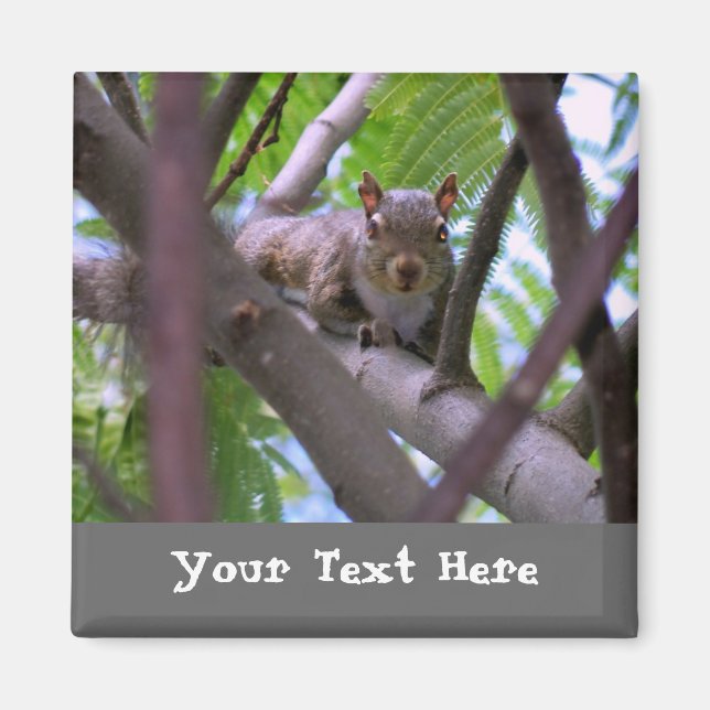 La ardilla en el imán de la hiedra arbolada (Frente)