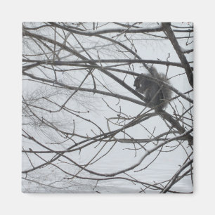 La ardilla en el imán de la nieve