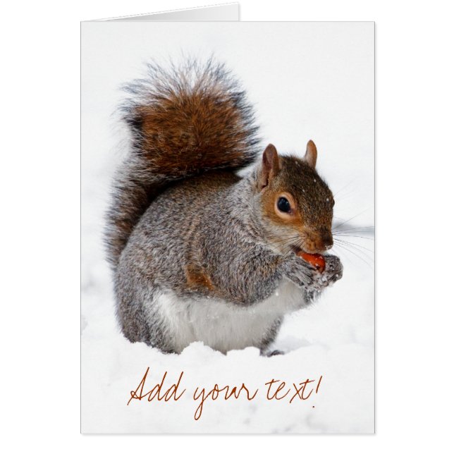 La ardilla en la nieve (Frente)