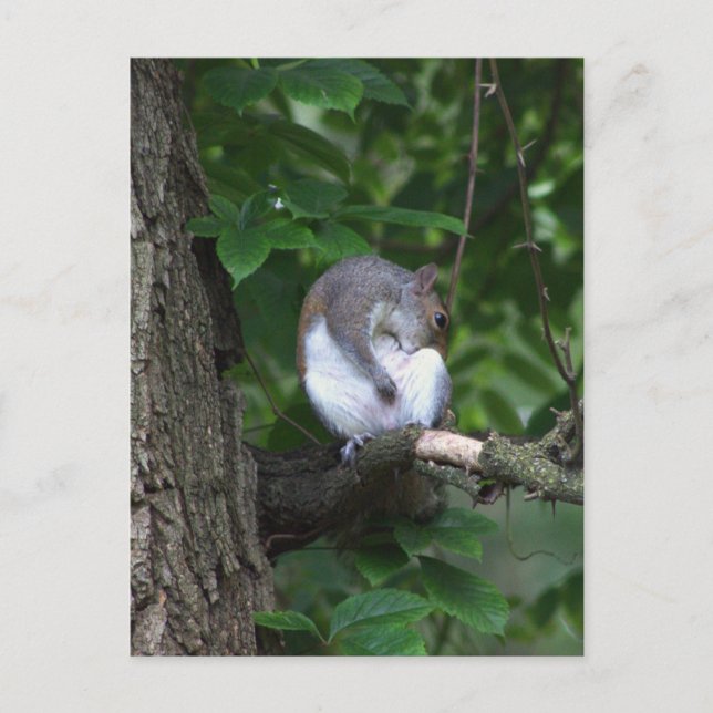 La ardilla en la tarjeta postal de la foto del árb (Anverso)