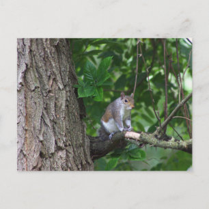 La ardilla en la tarjeta postal de la foto del árb