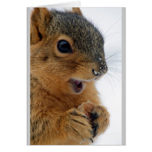 La ardilla más feliz de la historia