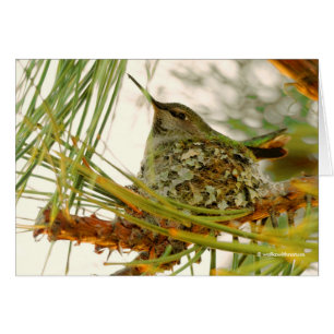 La asombrosa mamá del colibrí de Anna en el nido