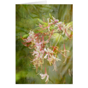 La azalea salvaje florece = primavera