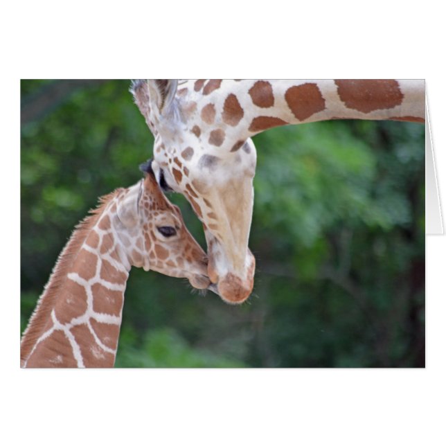 La bebé y la madre Giraffe (Anverso (Horizontal))
