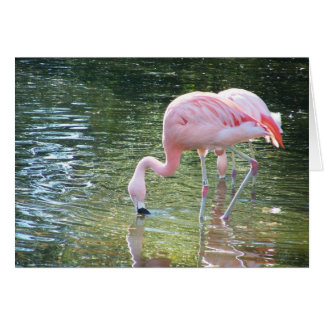 La bebida de Flamingo