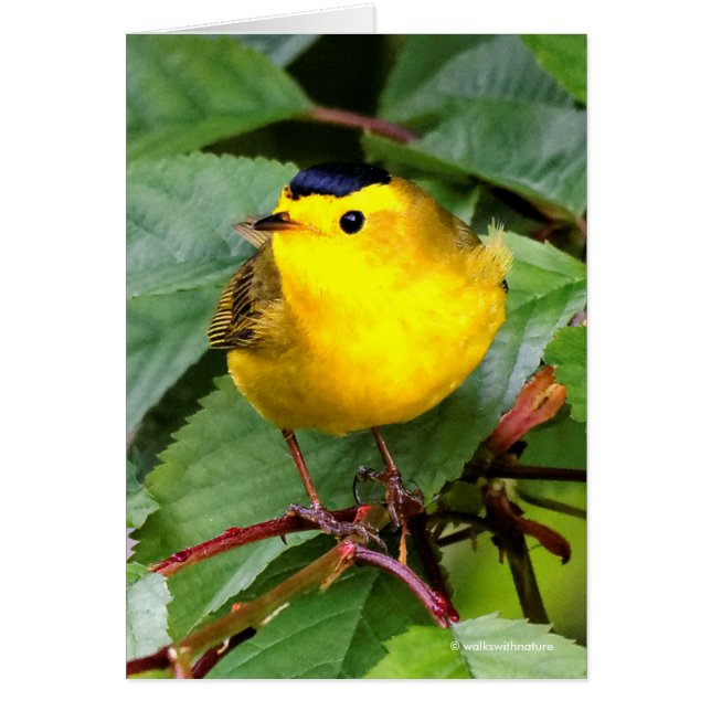 La bella Warbler de Wilson en el árbol de cerezos (Frente)