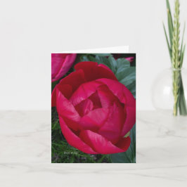 La bella y floreciente Peonia Roja