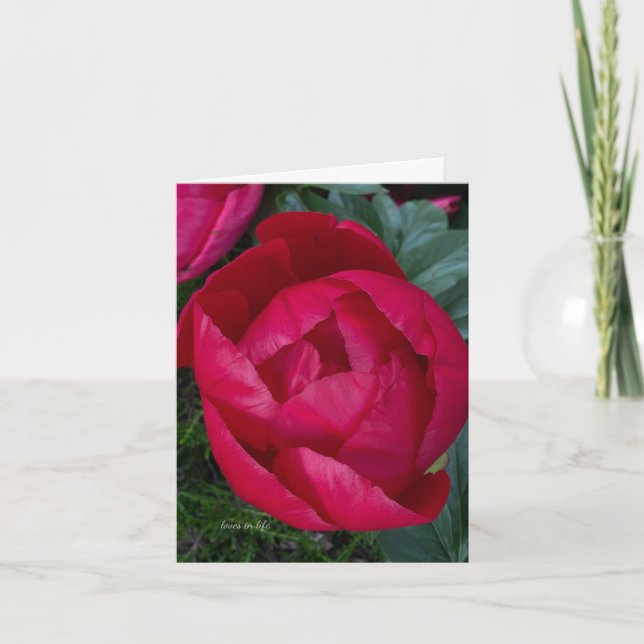 La bella y floreciente Peonia Roja (Anverso)