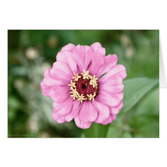 La belleza de Johann (Anverso (Horizontal))