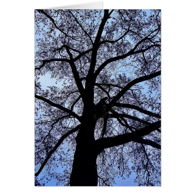 La belleza de la naturaleza (Frente)