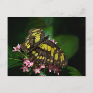 La belleza en la postal de las estrellas