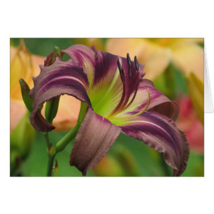 La búsqueda de Starman - Daylily