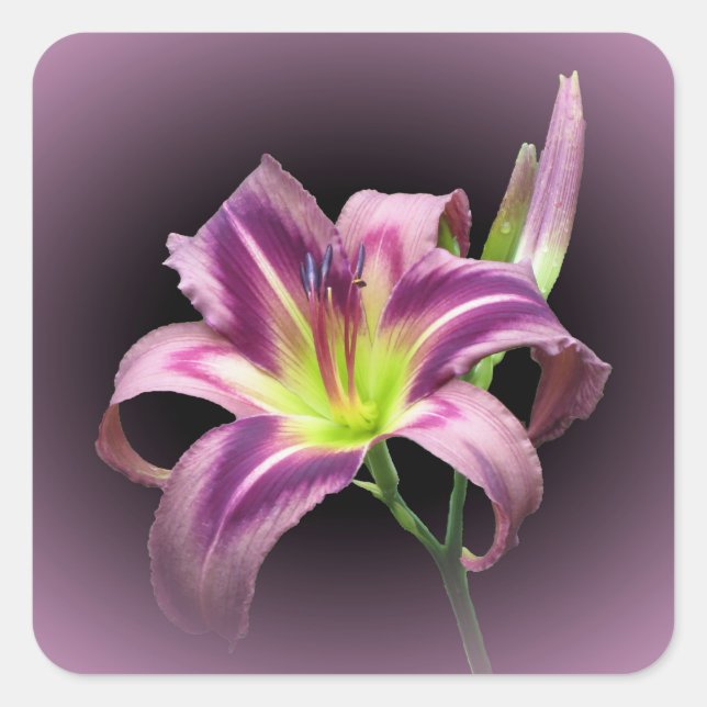 La búsqueda de Starman - Pegatina de la plaza diur (Anverso)