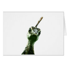 ¡La cabeza de un joven pavo real se asoma para sal