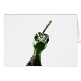 ¡La cabeza de un joven pavo real se asoma para sal