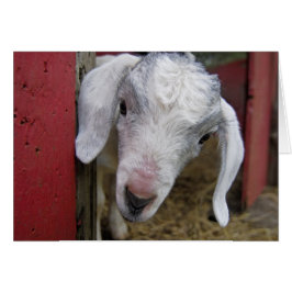 La cabra del bebé alcanza su punto máximo en un gr