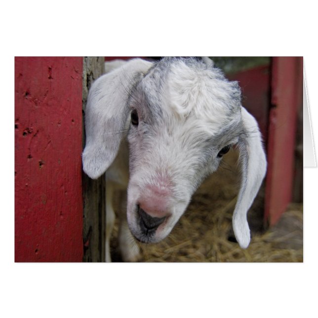 La cabra del bebé alcanza su punto máximo en un gr (Anverso (Horizontal))