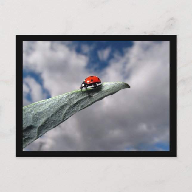 La calma de los gusanos antes de la postal de la t (Anverso)