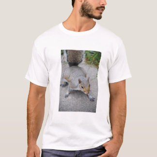 La camisa de los hombres de la ardilla